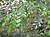 Starr 030807-0062 Pterocarpus indicus f. echinatus.jpg
