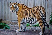 Captive Siberian tiger - Copenhagen Zoo, Denmark.jpg