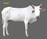 Khillari Cow.jpg