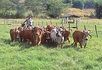 Brazilian Gyr Cattle.jpg