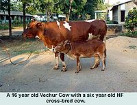 Vechur cow.jpg