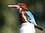 White throated Kingfisher I2-Haryana IMG 9005.jpg