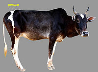 Ponwar cow.jpg