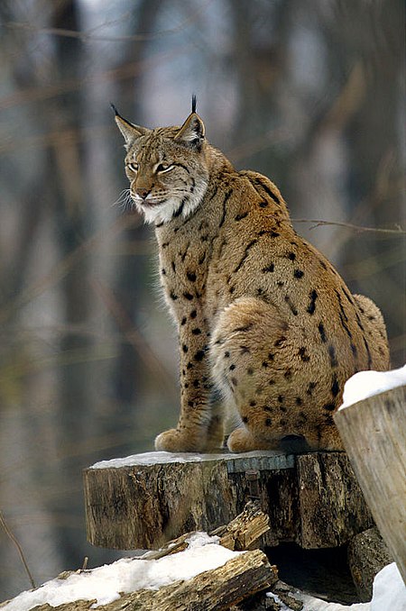 Lynx Lynx Biodiversity Of India A Wiki Resource For Indian Biodiversity