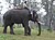 Indian Elephant.jpeg