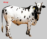 Dangi Cow.jpg