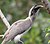 Indian Grey Hornbill I2 IMG 9029.jpg