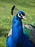 Blue Peafowl (Pavo cristatus).jpg