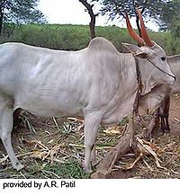 Krishna Valley Cattle.jpg