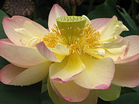 Lotus Nelumbo nucifera Flower Close 2048px.jpg