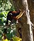 Malabar Giant Squirrel-Dogra.jpg