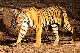 Education:Tigers Quiz - Biodiversity of India: A Wiki Resource for ...