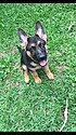 German Shepherd puppy 2017-10-15.jpg