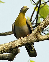 Biodiversity of India