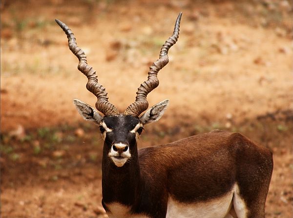 Antilope cervicapra - Biodiversity of India: A Wiki Resource for Indian ...