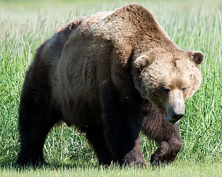 Ursus arctos - Biodiversity of India: A Wiki Resource for Indian ...