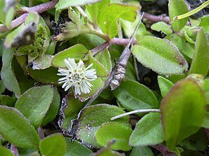 Eclipta prostrata - Biodiversity of India: A Wiki Resource for Indian ...