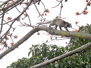 Large Indian civet - Wikipedia