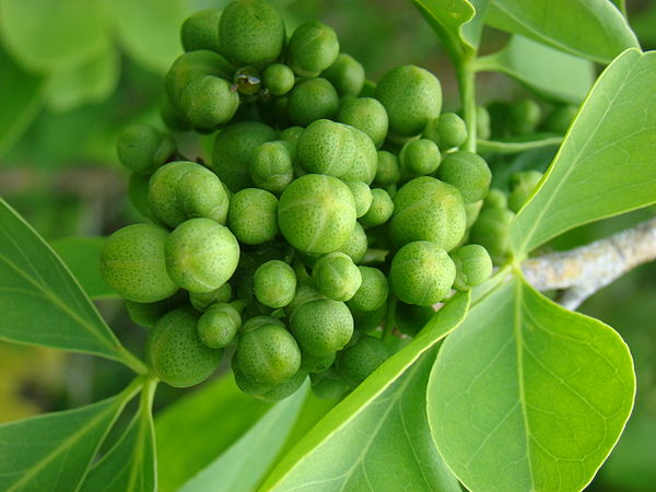 Lord Shiva and leaves of Bael - Biodiversity of India: A Wiki Resource ...