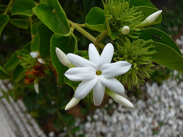 Jasminum sambac - Biodiversity of India: A Wiki Resource for Indian ...